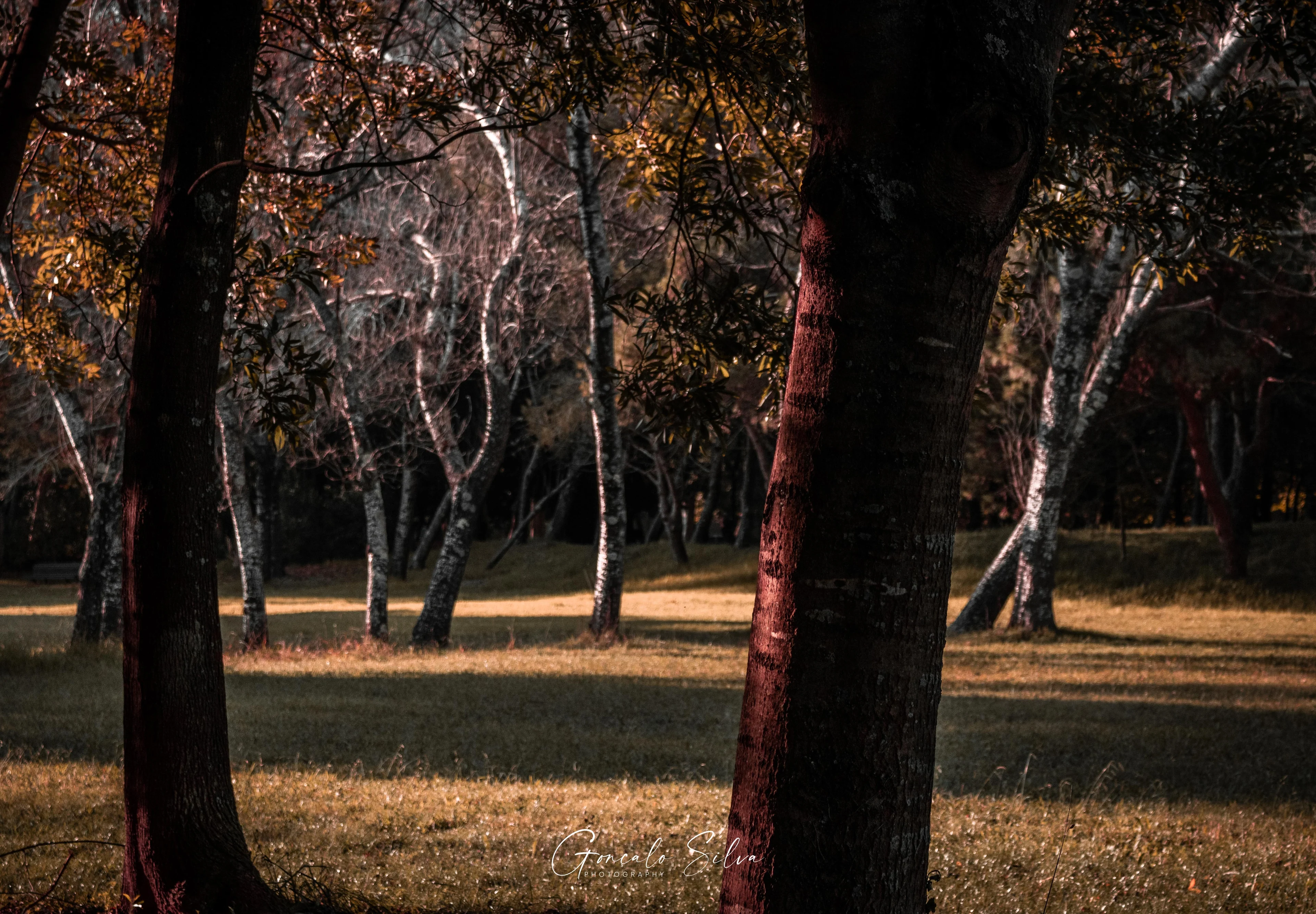 Autumn trees backlit by low sun